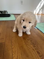 Red, a female Golden Retriever for sale in Richmond, VA – Photo 4 of 9