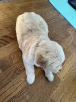 Red, a female Golden Retriever for sale in Richmond, VA – Photo 8 of 9