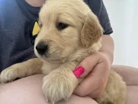 Red, a female Golden Retriever for sale in Richmond, VA – Photo 3 of 9