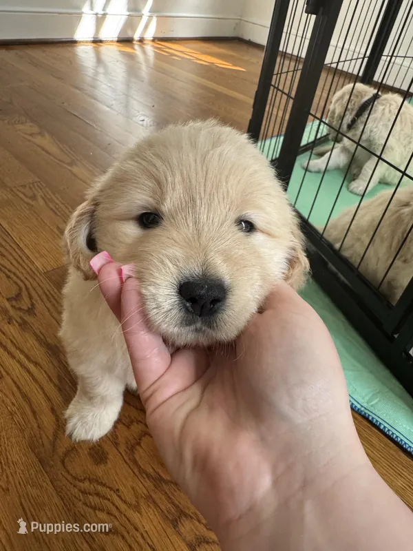 Red – Golden Retriever puppy for sale in Richmond, VA