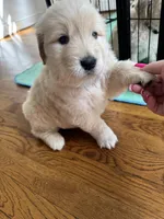Red, a female Golden Retriever for sale in Richmond, VA – Photo 6 of 9