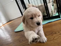 Red, a female Golden Retriever for sale in Richmond, VA – Photo 2 of 9