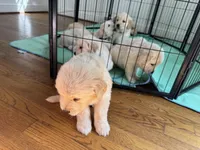 Black, a male Golden Retriever for sale in Richmond, VA – Photo 9 of 10