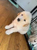 Black, a male Golden Retriever for sale in Richmond, VA – Photo 6 of 10