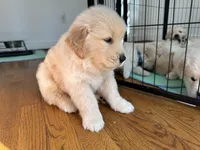 Black, a male Golden Retriever for sale in Richmond, VA – Photo 5 of 10