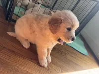 Black, a male Golden Retriever for sale in Richmond, VA – Photo 3 of 10