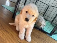 Black, a male Golden Retriever for sale in Richmond, VA – Photo 7 of 10