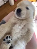 Black, a male Golden Retriever for sale in Richmond, VA – Photo 2 of 10