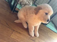 Black, a male Golden Retriever for sale in Richmond, VA – Photo 10 of 10