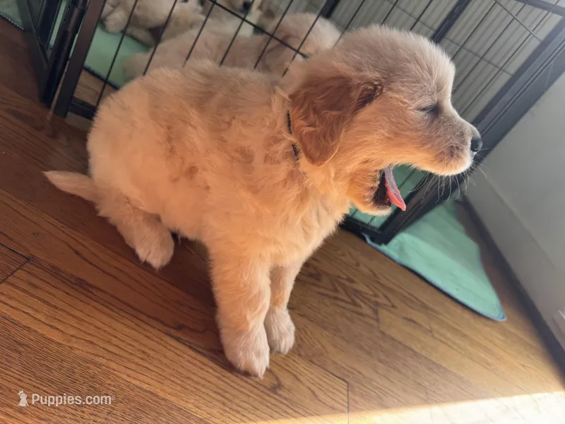 Black – Golden Retriever puppy for sale in Richmond, VA
