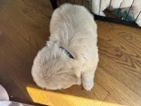 Black, a male Golden Retriever for sale in Richmond, VA – Photo 8 of 10