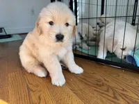 Black, a male Golden Retriever for sale in Richmond, VA – Photo 4 of 10