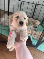 Orange , a female Golden Retriever for sale in Richmond, VA – Photo 5 of 10