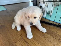 Orange , a female Golden Retriever for sale in Richmond, VA – Photo 10 of 10