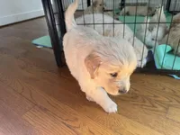 Orange , a female Golden Retriever for sale in Richmond, VA – Photo 4 of 10