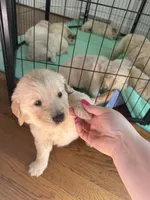 Orange , a female Golden Retriever for sale in Richmond, VA – Photo 3 of 10