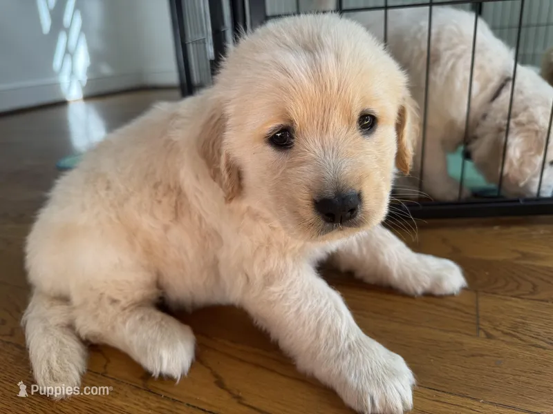 Orange  – Golden Retriever puppy for sale in Richmond, VA