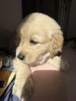 Orange , a female Golden Retriever for sale in Richmond, VA – Photo 9 of 10