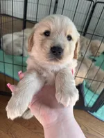 Orange , a female Golden Retriever for sale in Richmond, VA – Photo 2 of 10