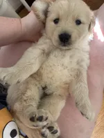 Orange , a female Golden Retriever for sale in Richmond, VA – Photo 8 of 10