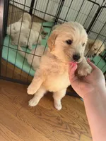 Orange , a female Golden Retriever for sale in Richmond, VA – Photo 7 of 10