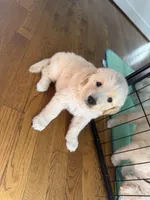 Orange , a female Golden Retriever for sale in Richmond, VA – Photo 6 of 10