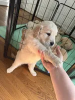Green, a male Golden Retriever for sale in Richmond, VA – Photo 7 of 9