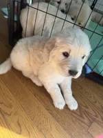 Green, a male Golden Retriever for sale in Richmond, VA – Photo 8 of 9