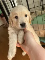 Green, a male Golden Retriever for sale in Richmond, VA – Photo 5 of 9