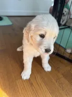 Green, a male Golden Retriever for sale in Richmond, VA – Photo 3 of 9