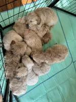 Green, a male Golden Retriever for sale in Richmond, VA – Photo 9 of 9