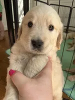 Green, a male Golden Retriever for sale in Richmond, VA – Photo 1 of 9