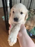 Green, a male Golden Retriever for sale in Richmond, VA – Photo 4 of 9