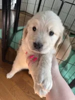 Green, a male Golden Retriever for sale in Richmond, VA – Photo 6 of 9