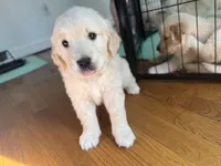 Green, a male Golden Retriever for sale in Richmond, VA – Photo 2 of 9