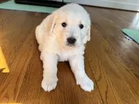 Pink, a female Golden Retriever for sale in Richmond, VA – Photo 4 of 10