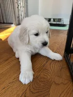 Pink, a female Golden Retriever for sale in Richmond, VA – Photo 6 of 10
