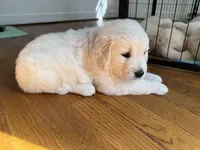 Pink, a female Golden Retriever for sale in Richmond, VA – Photo 8 of 10