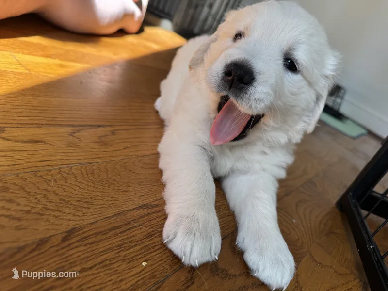 Pink – Golden Retriever puppy for sale in Richmond, VA