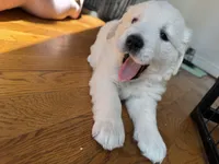 Pink, a female Golden Retriever for sale in Richmond, VA – Photo 1 of 10