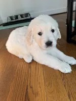 Pink, a female Golden Retriever for sale in Richmond, VA – Photo 5 of 10