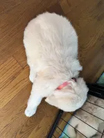 Pink, a female Golden Retriever for sale in Richmond, VA – Photo 10 of 10