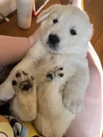 Pink, a female Golden Retriever for sale in Richmond, VA – Photo 3 of 10