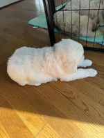 Pink, a female Golden Retriever for sale in Richmond, VA – Photo 9 of 10