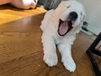 Pink, a female Golden Retriever for sale in Richmond, VA – Photo 2 of 10