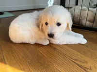 Pink, a female Golden Retriever for sale in Richmond, VA – Photo 7 of 10