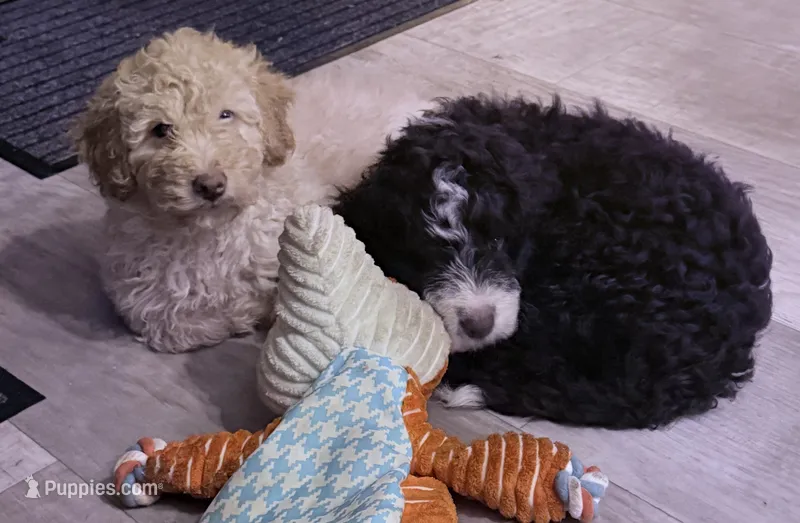 Juneau, a female Aussiedoodle and Bernedoodle for sale in Oswego, IL – 1 of 2
