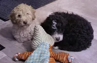 Juneau, a female Aussiedoodle and Bernedoodle for sale in Oswego, IL – 1 of 2