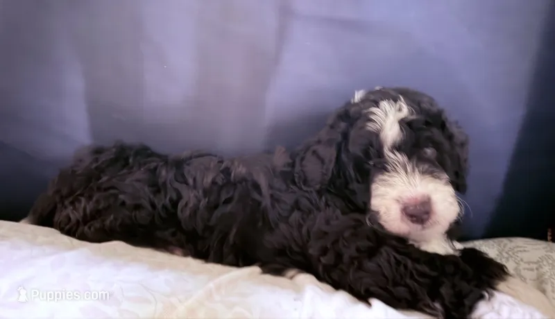 Grizzly  – Australian Shepherd, Miniature Bernedoodle puppy for sale in Oswego, IL