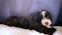 Grizzly , a male Australian Shepherd and Miniature Bernedoodle for sale in Oswego, IL – 1 of 7